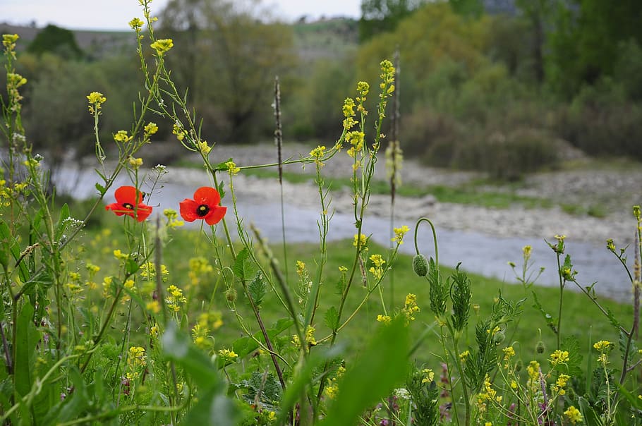 flower, nature, area, plant, chan, river, official river, pictures of the river, spring, season