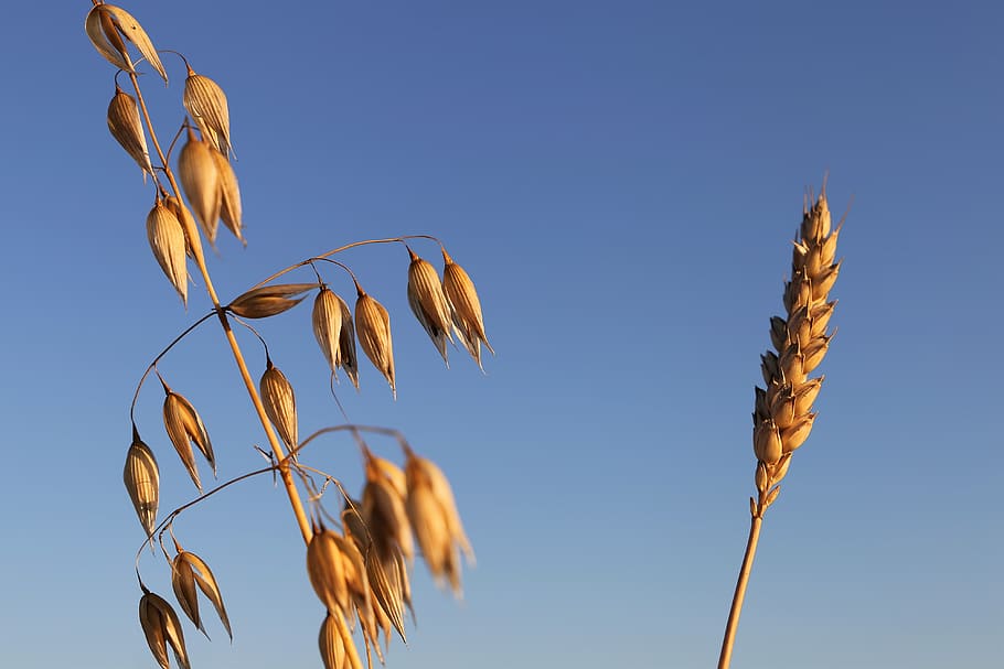 oats left, wheat right, agriculture, before harvest, plants, summer, blue sky, field, nature, outdoor