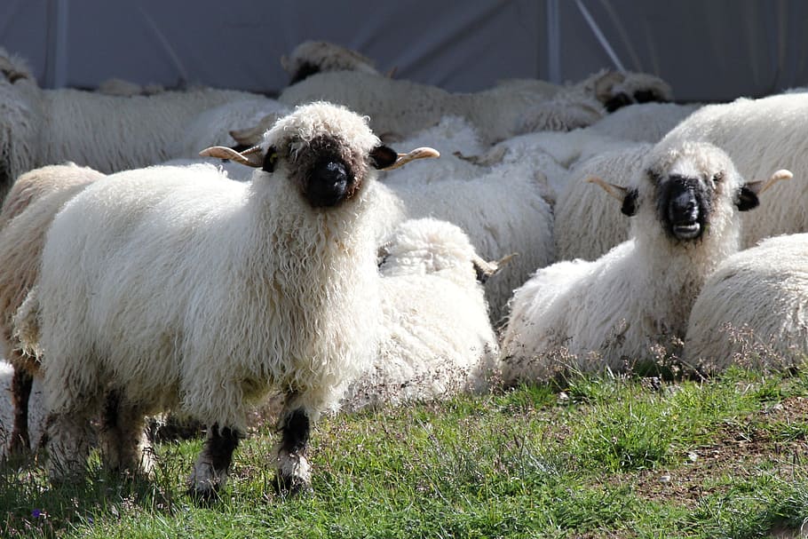 herds of sheep, Black, Nose, Sheep, Flock, black nose sheep, flock of sheep, herd animals, valais, breeding