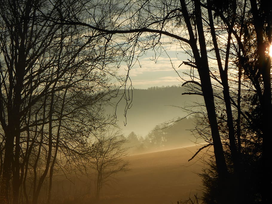 sunrise, fog, morning sun, clouds, landscape, lane, mood, backlighting, tree, plant