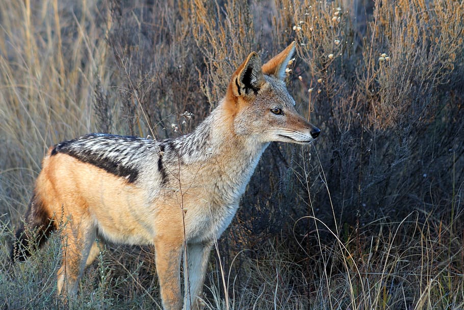 red, fox, grass field, jackal, south africa, nature, kruger, wild, holiday, animal