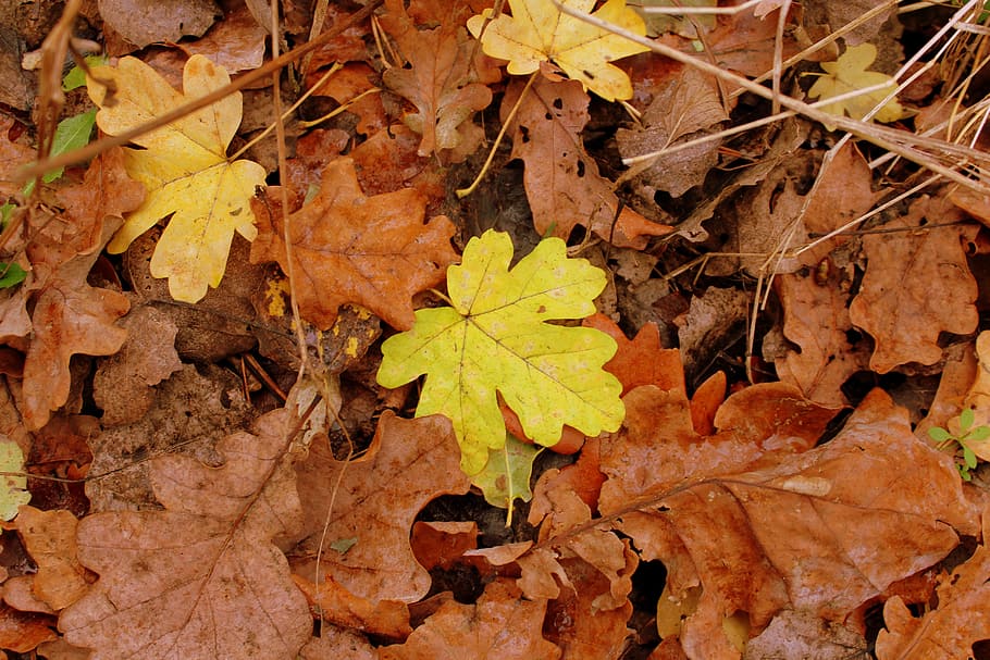 follaje de otoño, marrón, hojas amarillas, hojas secas, clima otoñal, bosque, naturaleza, otoño, hojas marchitas, parte de la planta