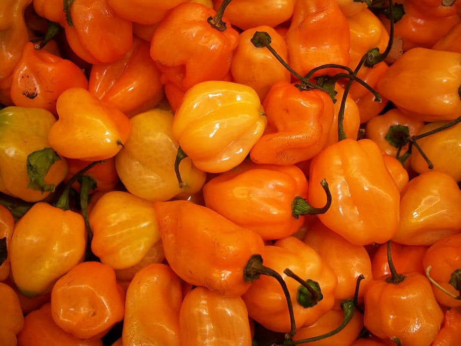 habanero chilli peppers, Habanero, Chilli Peppers, chilli pepppers, hot peppers, chillies, hot, spicy food, hot vegetable, spicy vegetable