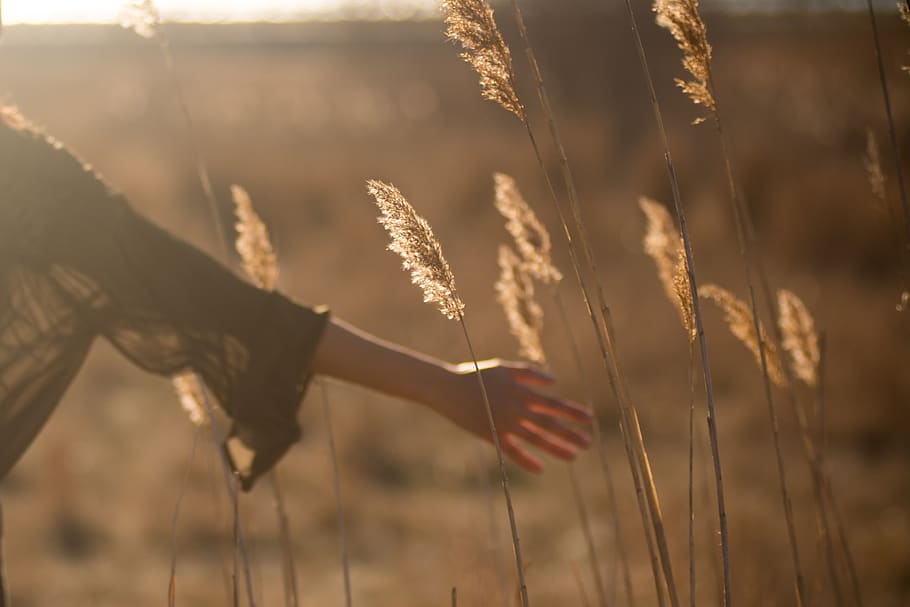 field, grass, yield, sunny, sunset, people, woman, hands, focus on foreground, plant