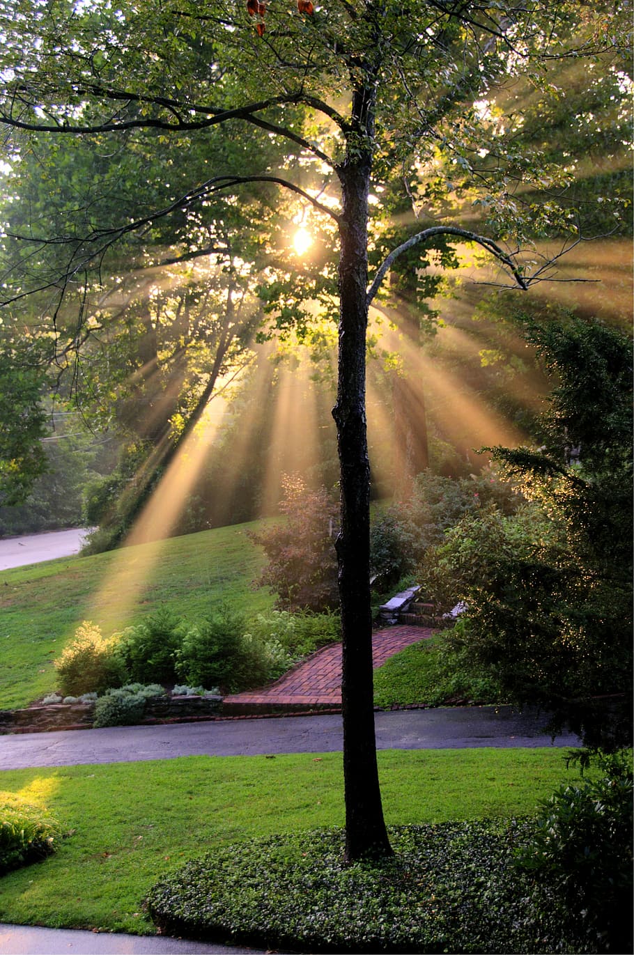 trees, pass, crepuscular rays, tree, nature, sun, sunlight, outside, rays, park - Man Made Space