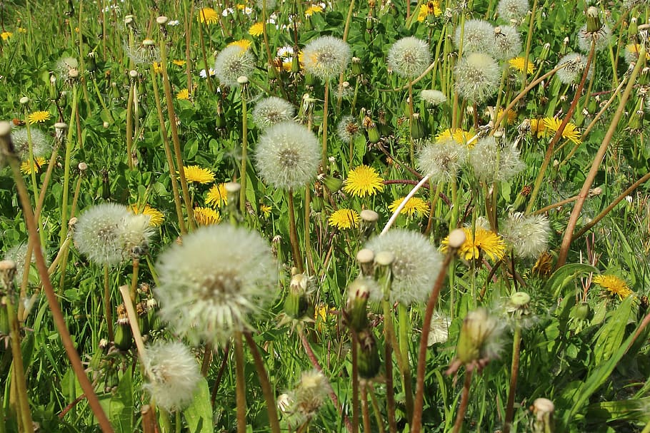 dandelion, spring, meadow, garden, hay fever, allergy, pollen, flowers, flower meadow, seeds