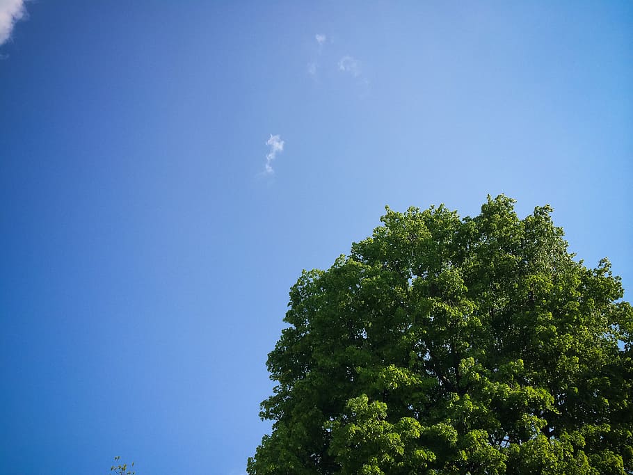 langit dengan pohon, Langit, Pohon, abstrak, minimal, minimalis, alam, biru, di luar ruangan, hari