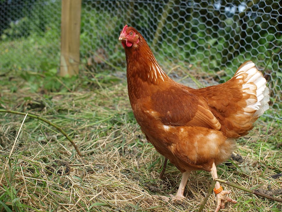 Hen, Chicken, Poultry, Domestic, Fowl, domestic, fowl, brown, agriculture, egg, bird