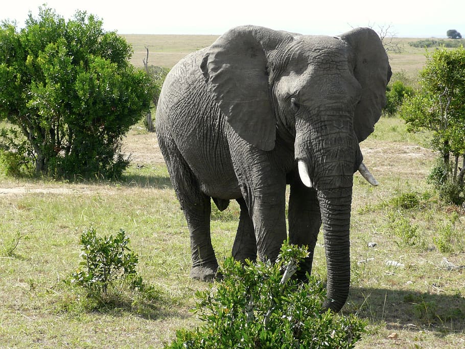 Gris, fotografía de elefante, durante el día, elefante, Masai, Mara, Kenia, animal, grande, mamífero