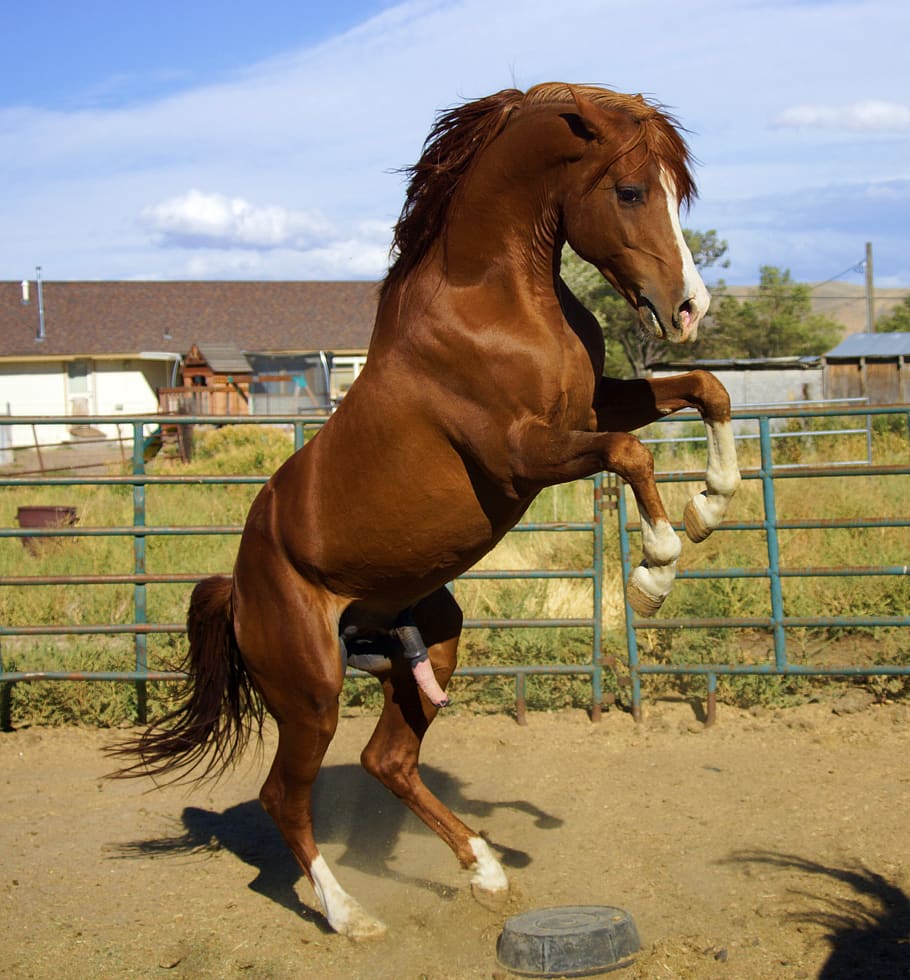 wild, stallion, horse, mustang, cowboy, unicorn, pony, horseback riding, dressage, arabian horse