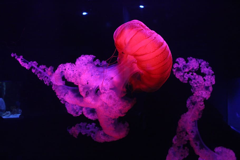 medusa roja, colorido, pescado, gelatina, medusa, bonita, tanque, agua, bajo el agua, color rosa