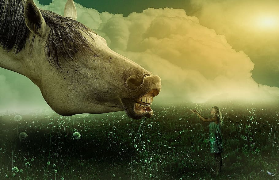 horse, facing, woman, standing, field, white, cloudy, skies illustration, girl, animal