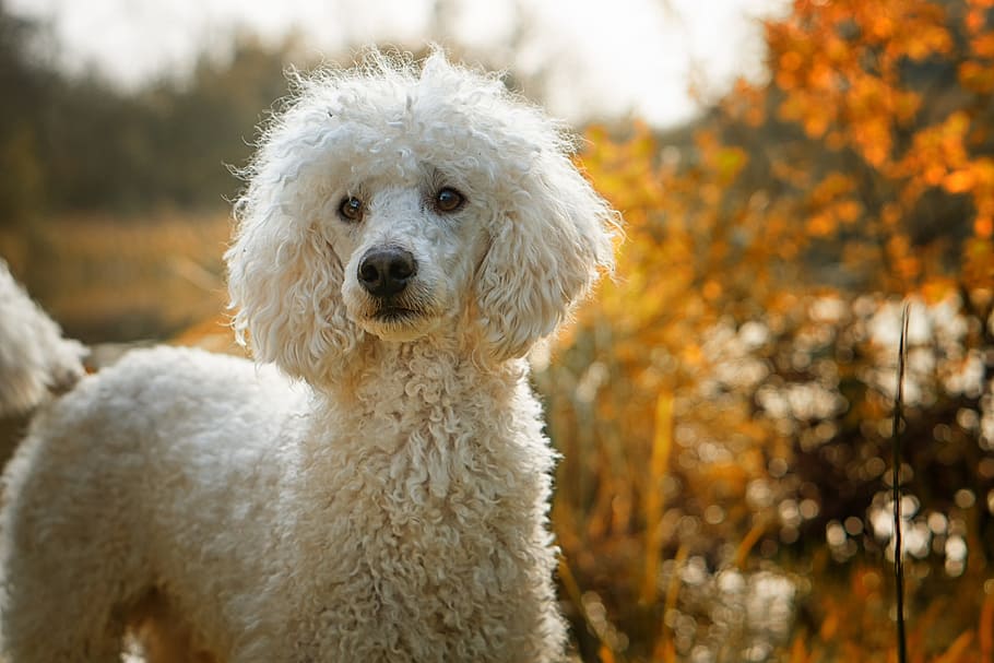 blanco, estándar, caniche, de pie, al aire libre, perro, el caniche, la raza del perro, otoño, Temas de animales