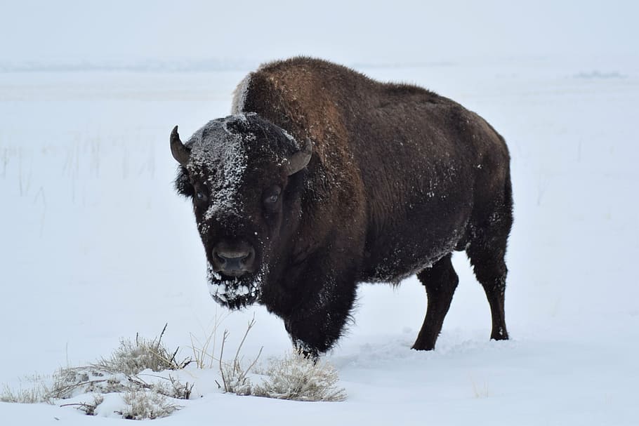 bison, white, snow field, buffalo, winter, mammal, wildlife, american, animal, outdoors