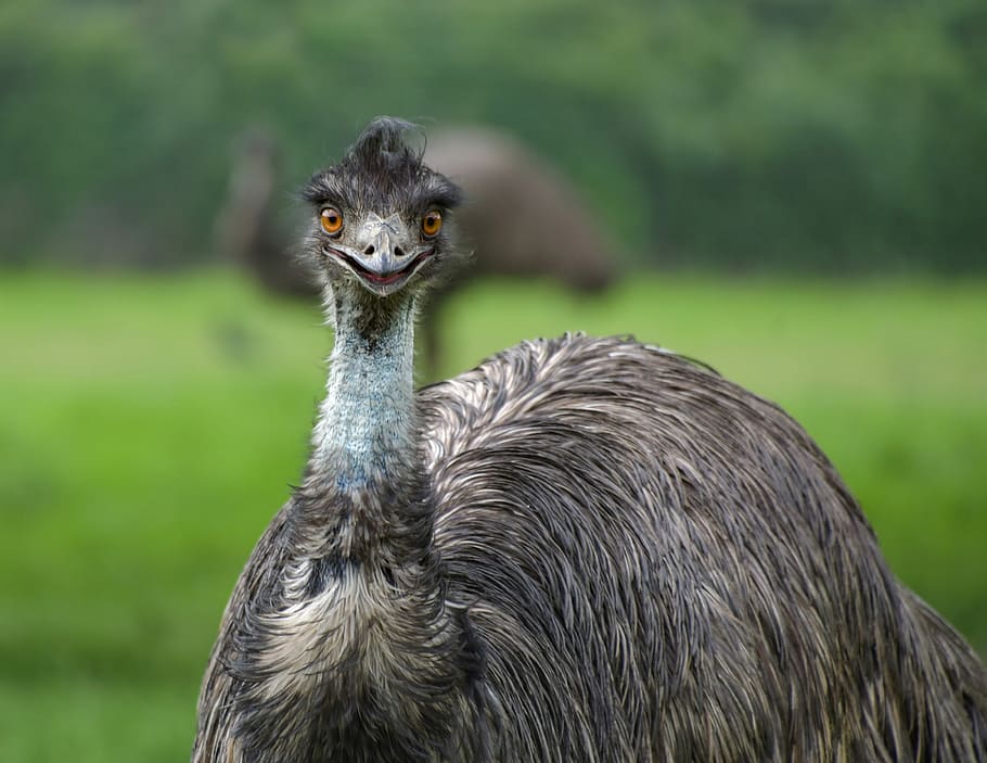 selective, focus photography, gray, fowl, emu, smile, bird, portrait, animal, emu australia