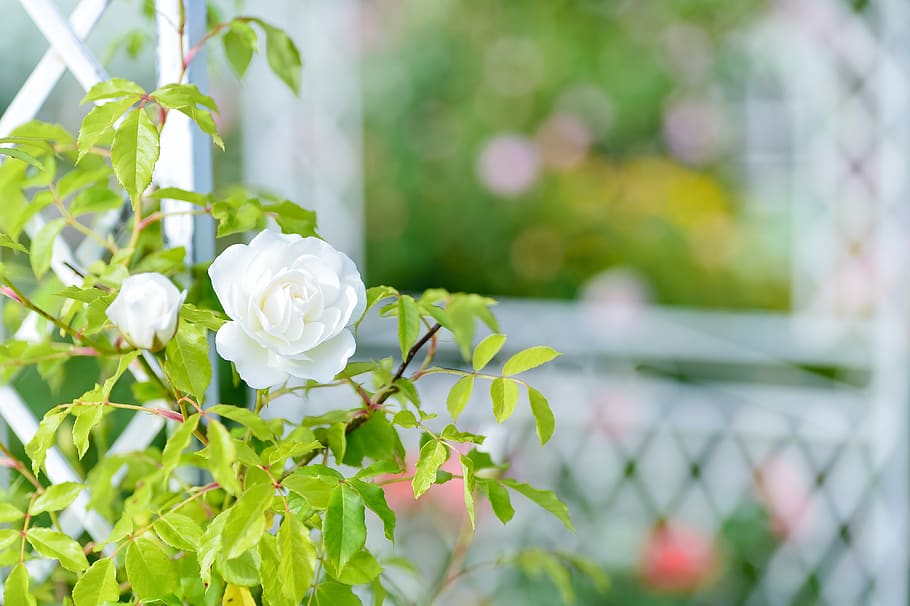 Plant Landscape In The Early Summer Rose Garden Rose Garden Flowers White Flower Flowering Plant Pxfuel