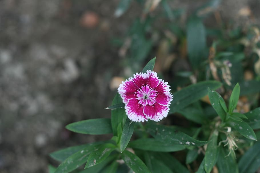 pink flower, Flow, Grass, Bangladesh, flower, fragility, nature, petal, growth, freshness