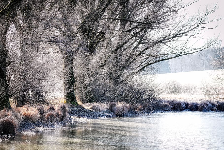 lake, winter, kahl, tree, frozen, ice cover, water, landscape, pond, nature