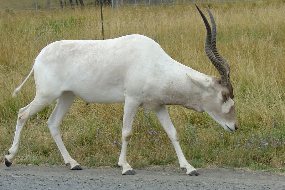 white gazelle