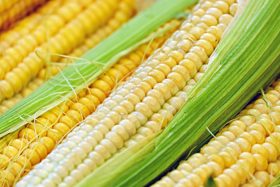 closeup, four, yellow, corns, corn, corn on the cob, piston, young, frisch, plant