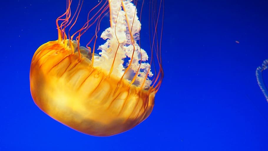 yellow jellyfish, jellyfish, water, underwater, animal, ocean, marine, sea, tentacles, swimming