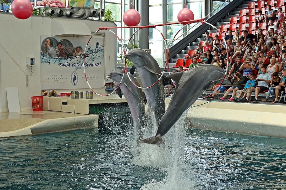 Dolphins, Varna, Bulgaria, Preview, jumping, aquarium, holidays, fun, herd, dolphinarium