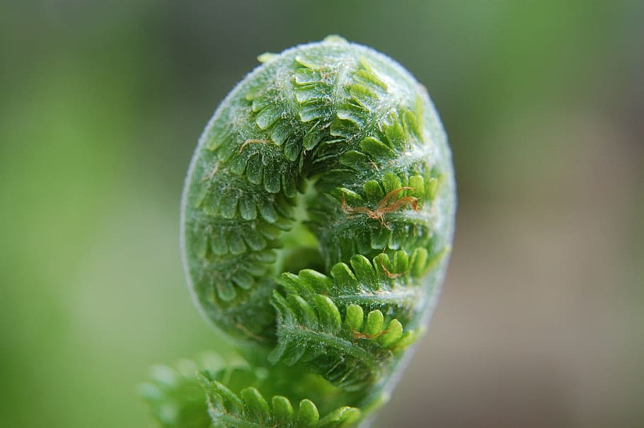 Fern, Unfold, Green, Plant, Nature, green, plant, fern plant, young leaves, spring, green plant