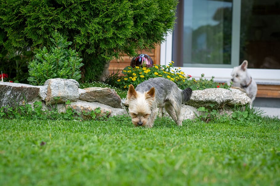 perro, animal, pequeño, pequeño perro, jardín, en casa, yorki, yorkshire terrier, hierba, mascota