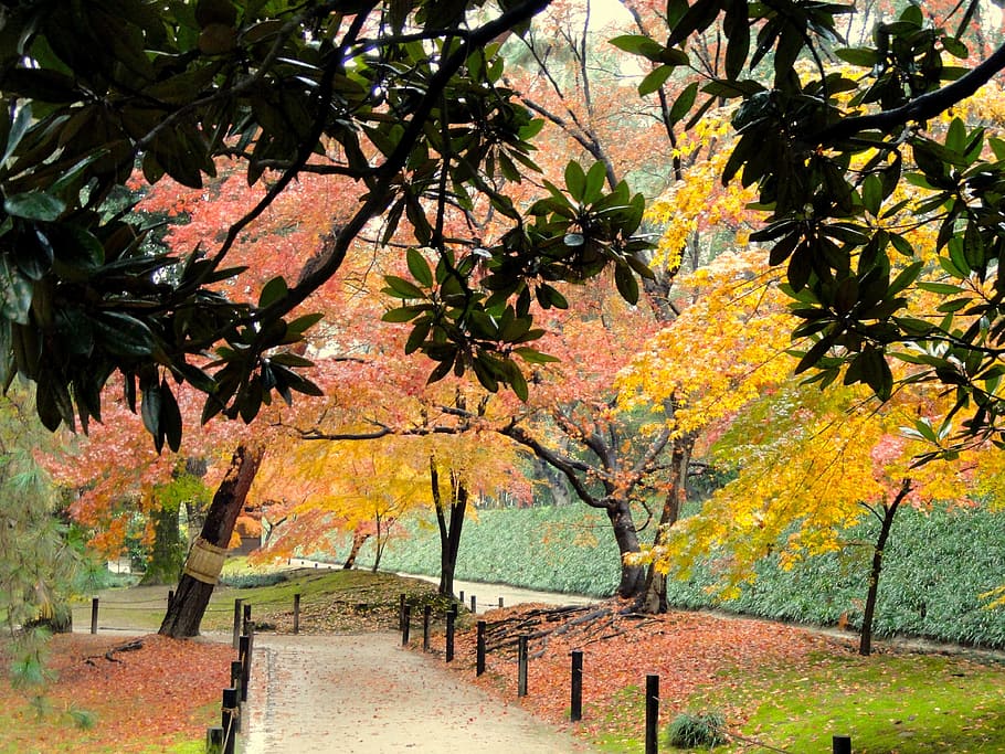 yellow, orange, leaf trees, daytime, leaf, trees, okayama, japan, park, fall