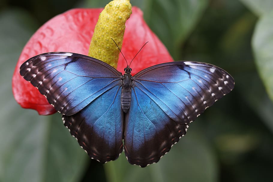 blue, morpho butterfly, perched, red, petaled flower, closeup, photography, blue morpho, butterfly, rainforest