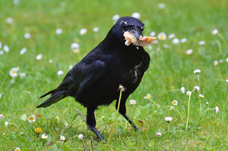 crow, raven, raven bird, black, bill, feather, fly, eat, bird, nature
