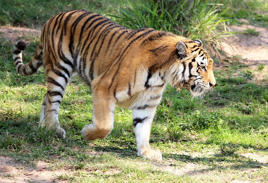 wildlife photography, tiger, wild, looking, walking, zoo, feline, carnivore, of profile, animal