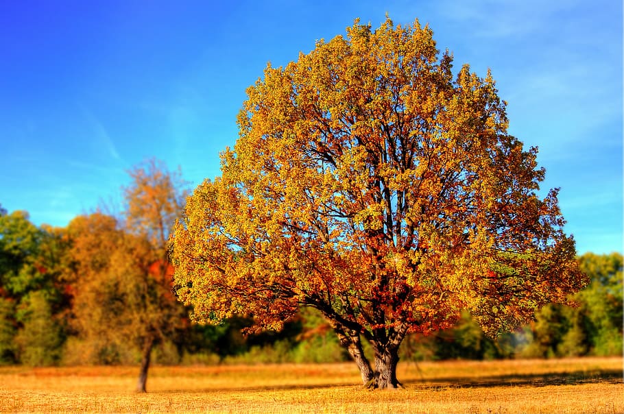 tree, autumn, leaves, fall, fall colors, fall leaves, golden autumn, plant, change, beauty in nature