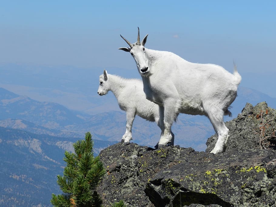 two, white, four-footed animals, cliff, mountain goats, peak, looking, wildlife, landscape, portrait