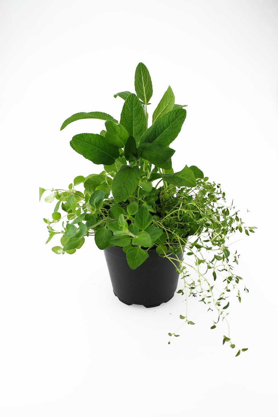 herbs, oregano, thyme, sage, leaf, green Color, plant, freshness, herb, nature