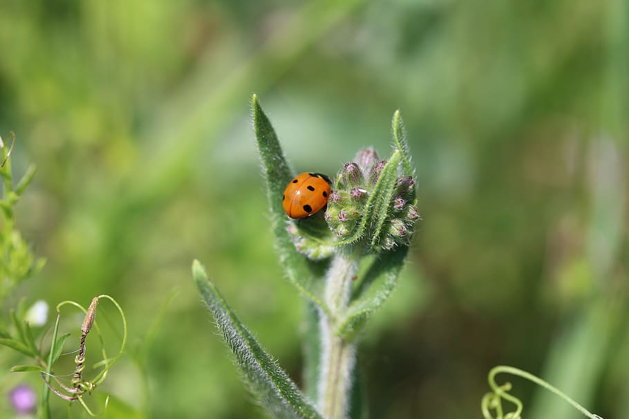 ladybug, beetle, nature, macro, insect, animal, plant, grass, polka dots, green