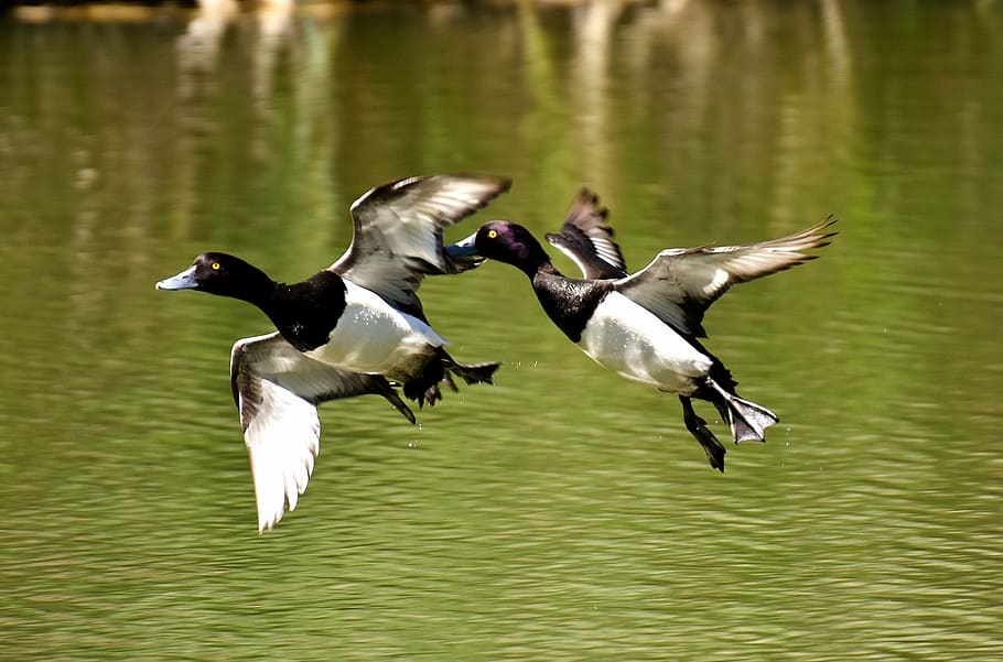 dois, patos branco e preto, voador, corpo, água, pato adornado, patos, jogar, ação, bonito