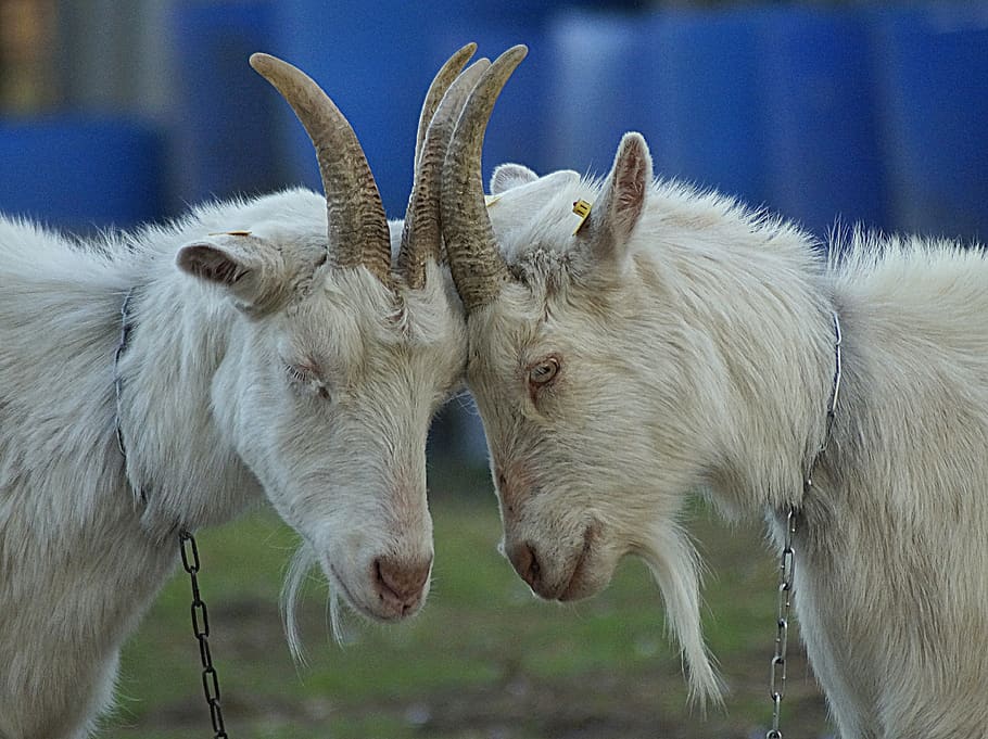 goats, intimacy, tenderness, connectedness, together, trust, motivate, consolation, tender, intimate