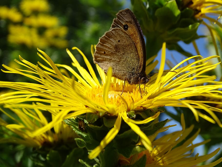 meadow brown, butterfly, edelfalter, alantblüte, real alant, insect, close, flower, one animal, invertebrate