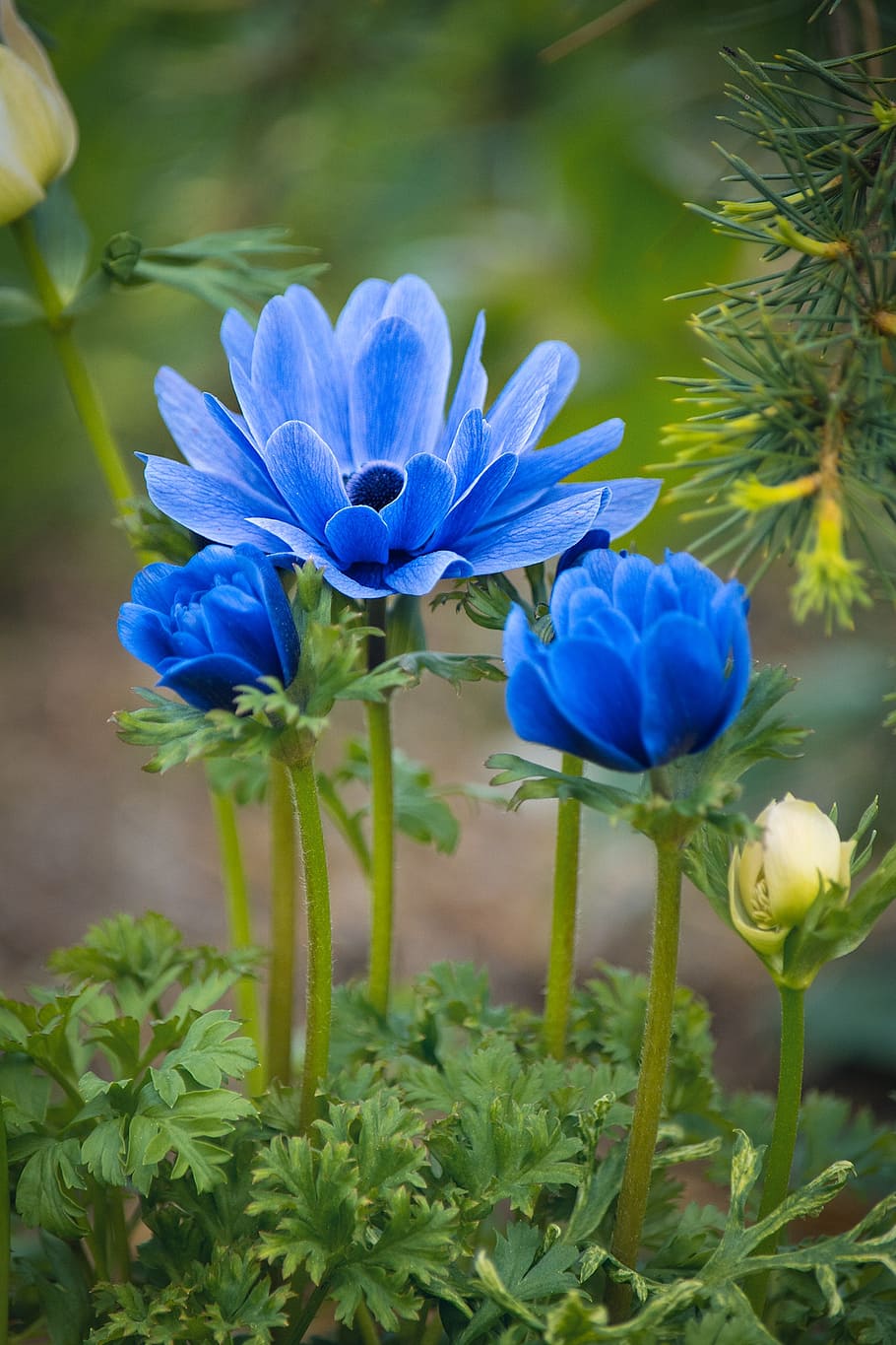 azul, papoilas, seletivo, fotografia, anêmonas, flores, flores azuis, jardim, no jardim, flores no jardim