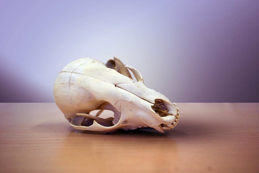 Cráneo, muerte, mapache, seco, cono, esqueleto, muerto, envejecido, animal, blanqueado - Pxfuel