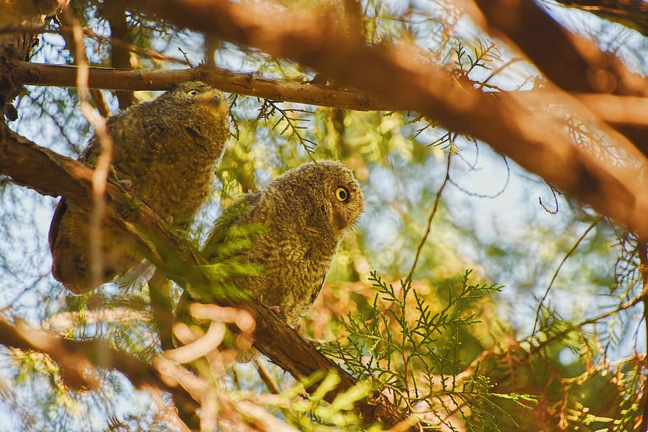 owl, oriental scops owl, bird, tree, green, natural, leaf, summer, beautiful, outdoor