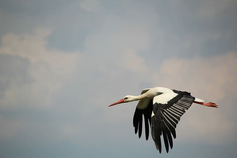 Bird, White Stork, Flight, stork, one animal, animals in the wild, animal wildlife, flying, day, animal themes