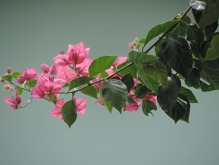 Flower, Spring, Hotel, Nature, buganvilia hotel, spring flowers, pink flower, leaf, plant, branch