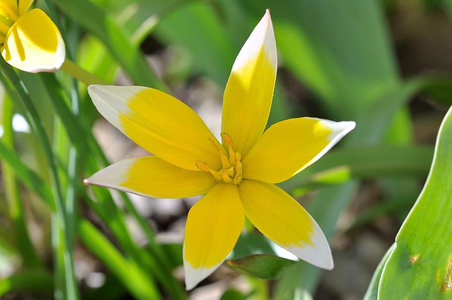 Flower, Star Tulip, Blossom, Bloom, small star tulip, yellow white, spring flower, garden, spring, plant