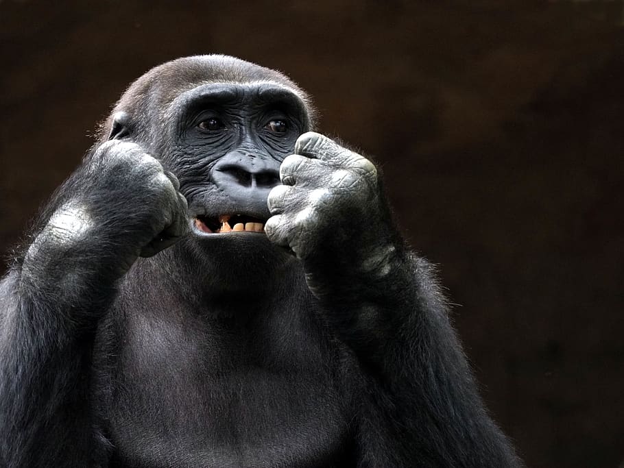 animal, monkey, gorilla, black, fists, fist, eye, teeth, hairy, view