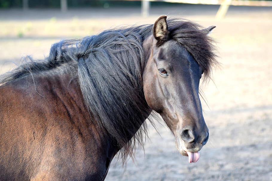 tongue, horse, crazy, animal, funny, cute, brown, face, nature, equine