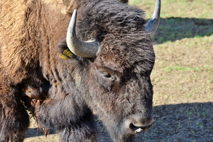 black bison, bison, buffalo, horns, american bison, wild, livestock, beef, bison head, massive