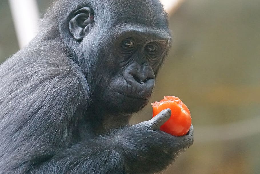 negro, mono, comer, naranja, fruta, durante el día, gorila, primate, gorila de tierras bajas, reloj