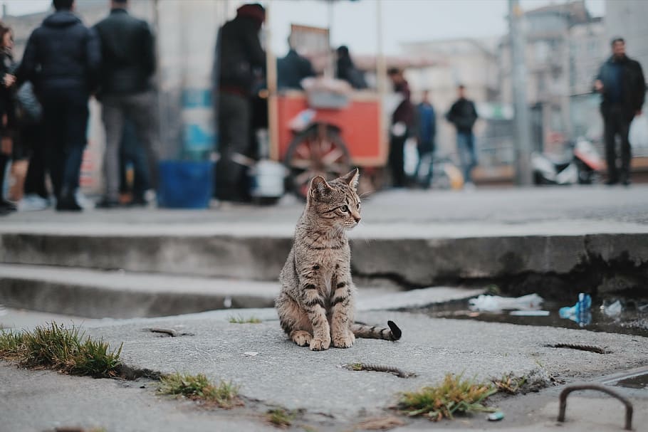 tabby, cat, sitting, gray, concrete, pavement, pet, animal, blur, outside